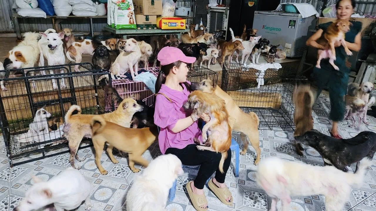 Những chú chó được cứu chữa và chăm sóc