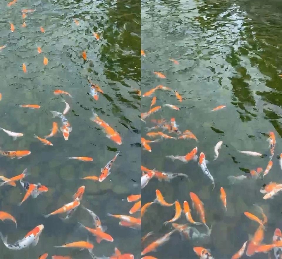 Tài sản của Trường Giang - Nhã Phương- Ảnh 6. Hồ cá koi lớn trong biệt thự Đồng Nai